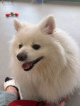 버블독스 부평공원점