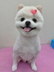 힐스 펫살롱