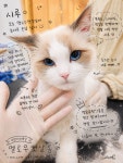 멜로우캣살롱
