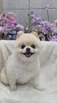 다Dog다Dog