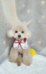 복슬 강아지미용실