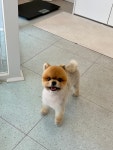 햇살그루밍 애견미용실