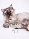모여봐요고양이카페