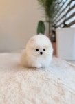 강아지분양 애견입양 아이러브독 천안점