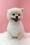 댕댕살롱
