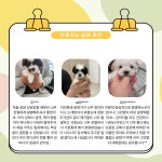 파밀리에드마스코타 천안두정점 천안강아지분양천안고양이분양
