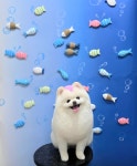 지니펫살롱