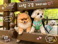 댕겨올개 애견유치원 & 애견호텔