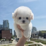 대전 강아지분양 고양이분양 퍼피댕 안심분양소 대전본점