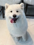핫독