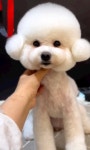 화이트그루밍
