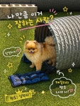 댕겨올개 애견유치원 & 애견호텔