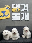 댕겨올개 애견유치원 & 애견호텔