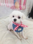 남창 덕신 애견샵 빼꼼 강아지미용실
