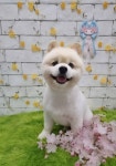 루이펫샵