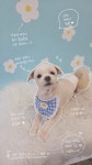 몽개구름 애견미용