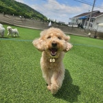 리온 애견유치원애견호텔