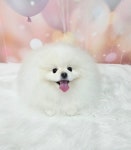 소중하개 펫살롱