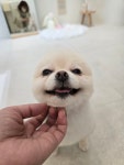 살롱드댕댕