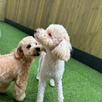 옐레드 애견유치원&애견호텔 부산용호점
