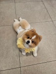 멍그라밍