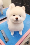 슈독펫살롱