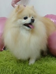 콩원장 댕댕묭실