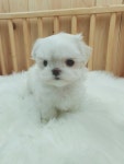 별밤 펫프렌즈