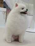 콩원장 댕댕묭실