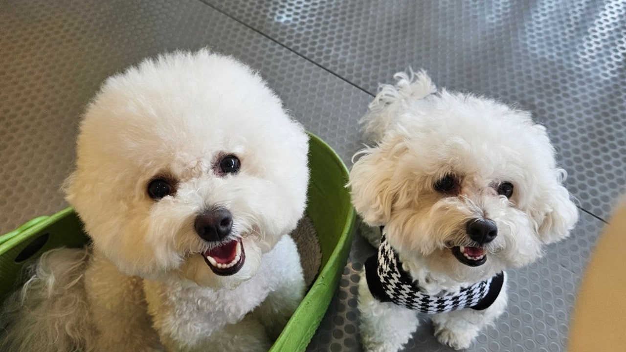 똥강아지카페
