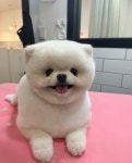 하이도그