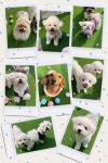 하이애견호텔&유치원&그루밍