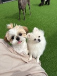 하이애견호텔&유치원&그루밍