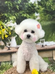 햇살그루밍 애견미용실