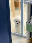 후즈독