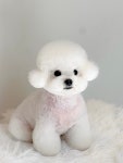 후즈독