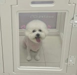 하늘펫살롱