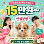 퍼피댕 강아지분양 무료분양 대전유성점