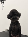 핫도그 애견미용실