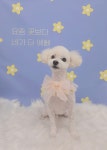 오늘도이쁘개