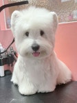 왕왕펫살롱