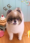 바둑이이발소