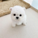 온퍼피 강아지분양 전주본점