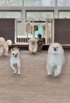 메종드로이 애견카페&유치원&호텔