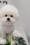핫도그 애견미용실