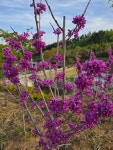 서진농원