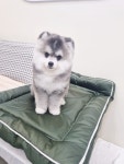 하리스펫