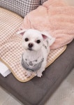 하리스펫