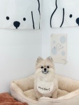 몽드리