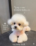 지니펫 애견미용실